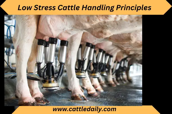 Row of Cow Milking With Automatic milking machine 