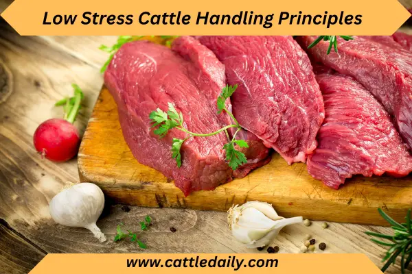 cattle high quality meat