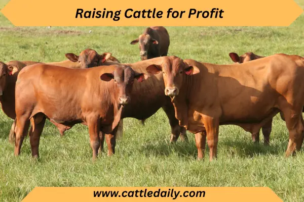 cattle breed