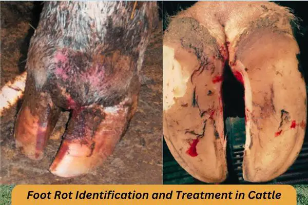 cattle foot rot