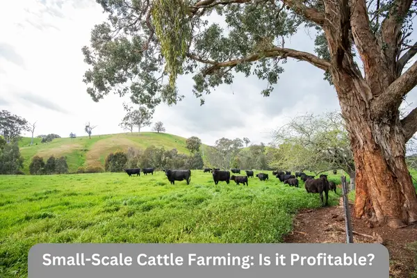 green land for cattle grazing