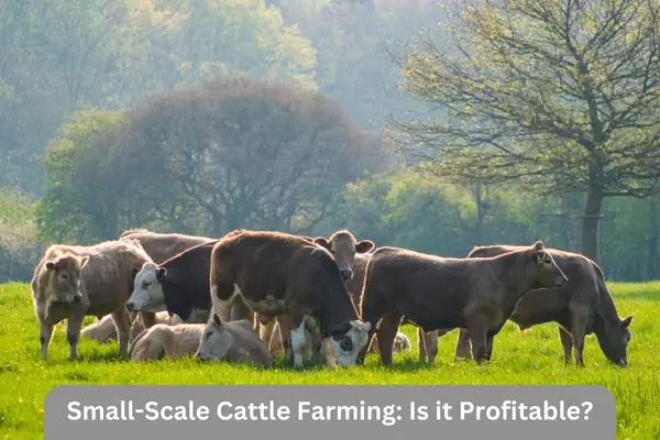 cattle grazing at green land