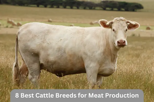 The Top 8 Best Cattle Breeds for Meat Production - Cattle Daily