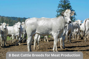 The Top 8 Best Cattle Breeds for Meat Production - Cattle Daily