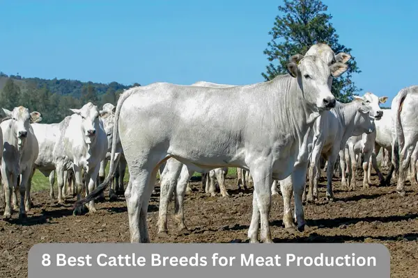 The Top 8 Best Cattle Breeds For Meat Production Cattle Daily   Add A Heading 2023 12 06T103105.287 