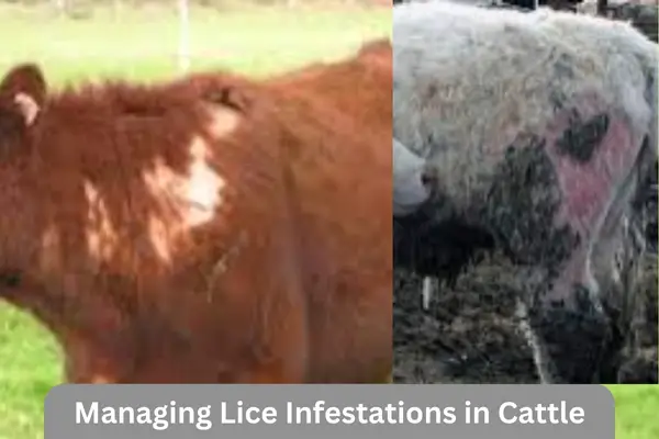 Lice Infestated cattle