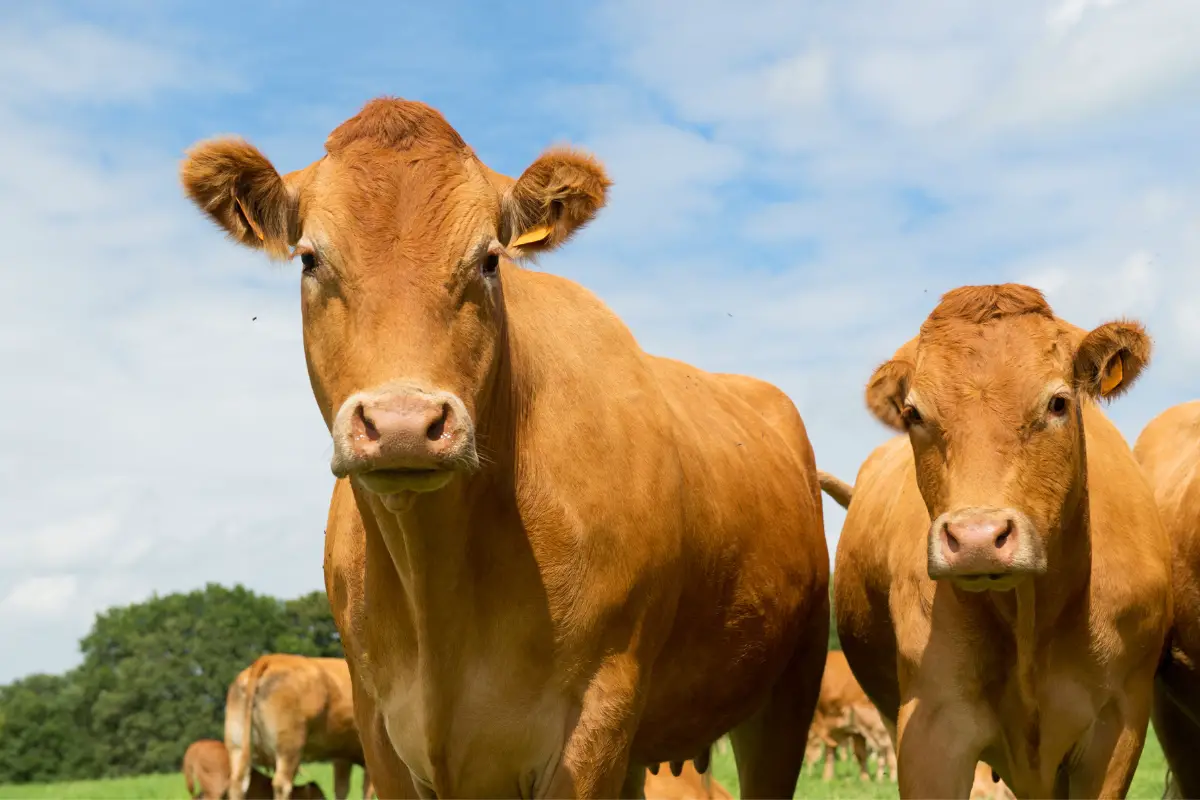 Limousin Cattle