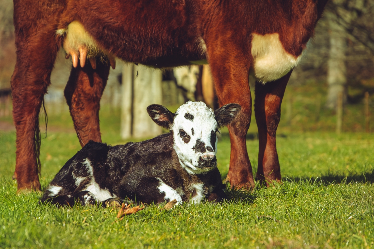bovine calving