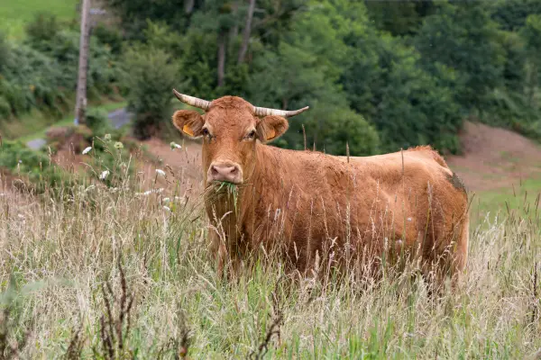 Limousin Cattle cow