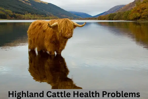 Highland cow standing in water