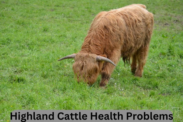 highland cattle cow grazing 