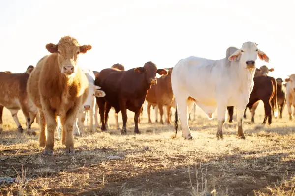 healthy cattle