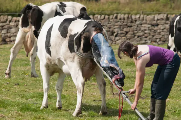 Calving cattle