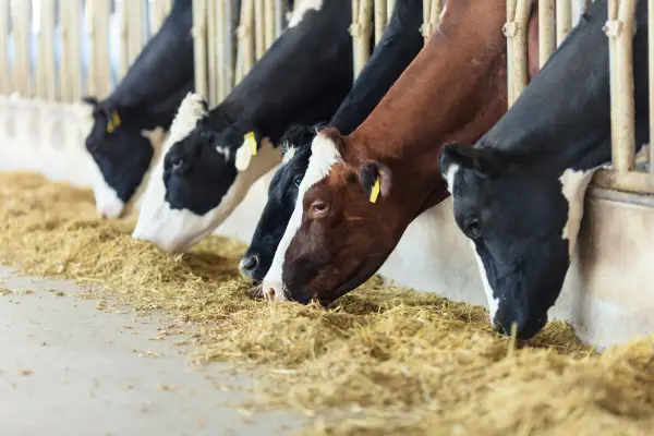 cattle feeding at farm