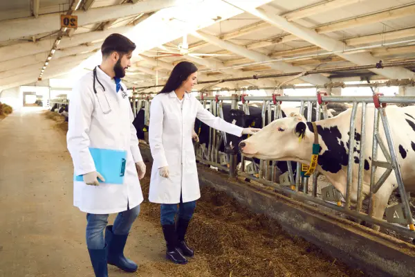 two young vet checking on livestock 