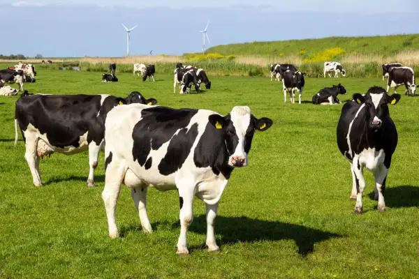 cows cattle farm