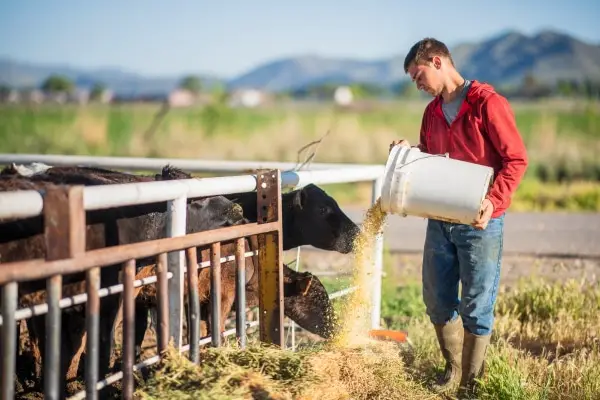 the young farmer feeding cattle