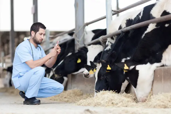 vets and cows, injection time