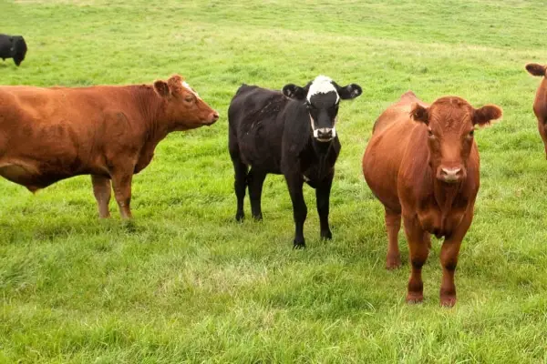 cattle in green grass land