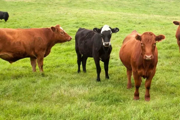 Benefits of Raising Grass-Fed Cattle: A Comprehensive Guide - Cattle Daily