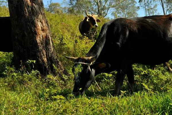 cattle grazing green grass