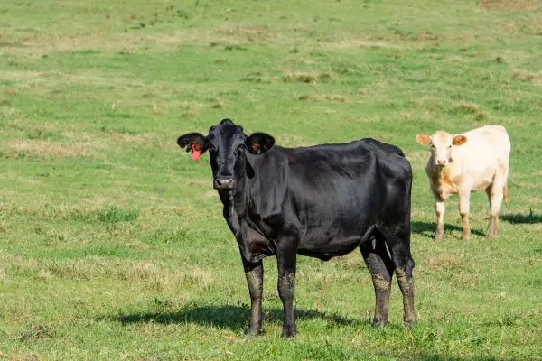 Brangus Cow with cross breed calf