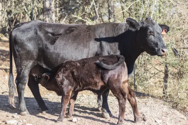 Brangus cow milking calf