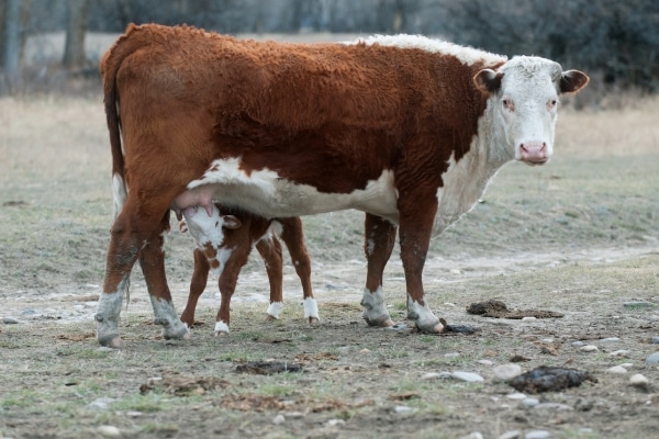Hereford cow nursing baby