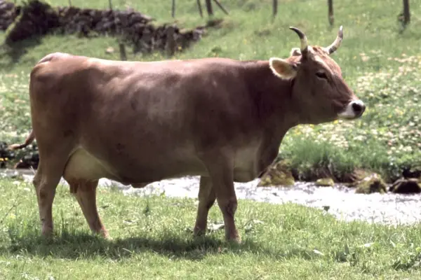 Brown Swiss: