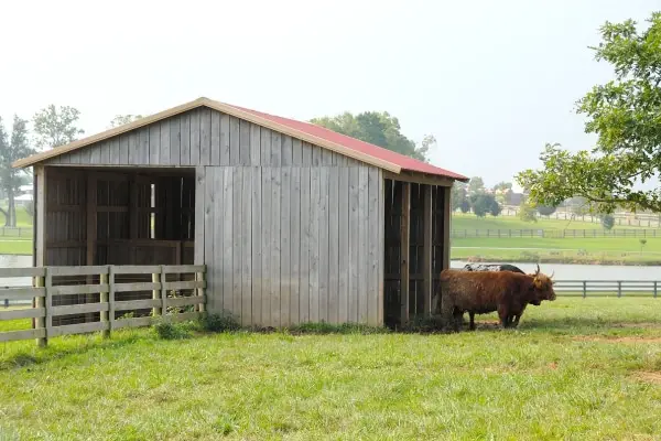 cattle herd