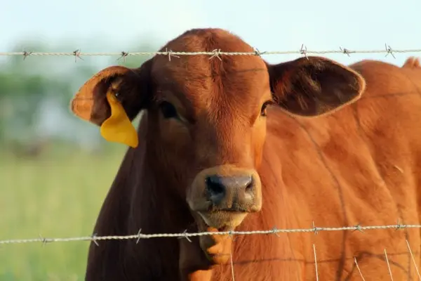 cow in wire fence 