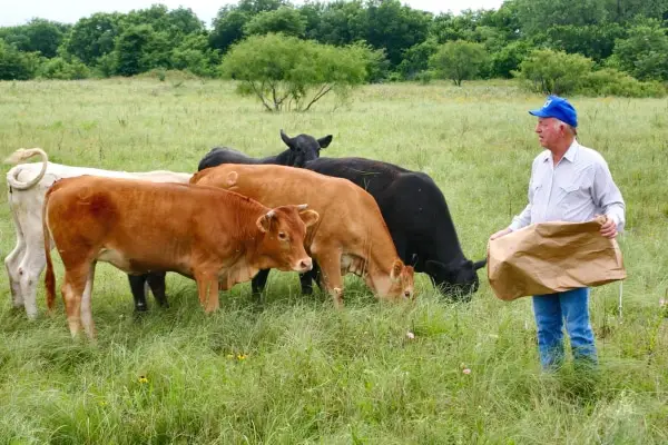 farmer in field feeding cattle