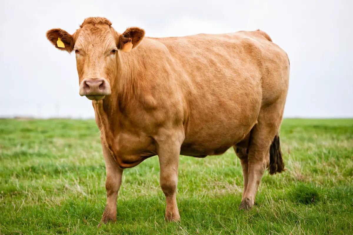 limousin beef cow