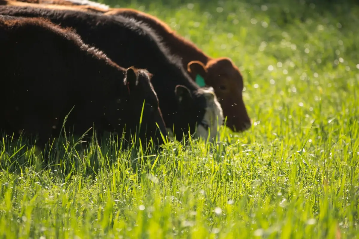 grass grazing cattle