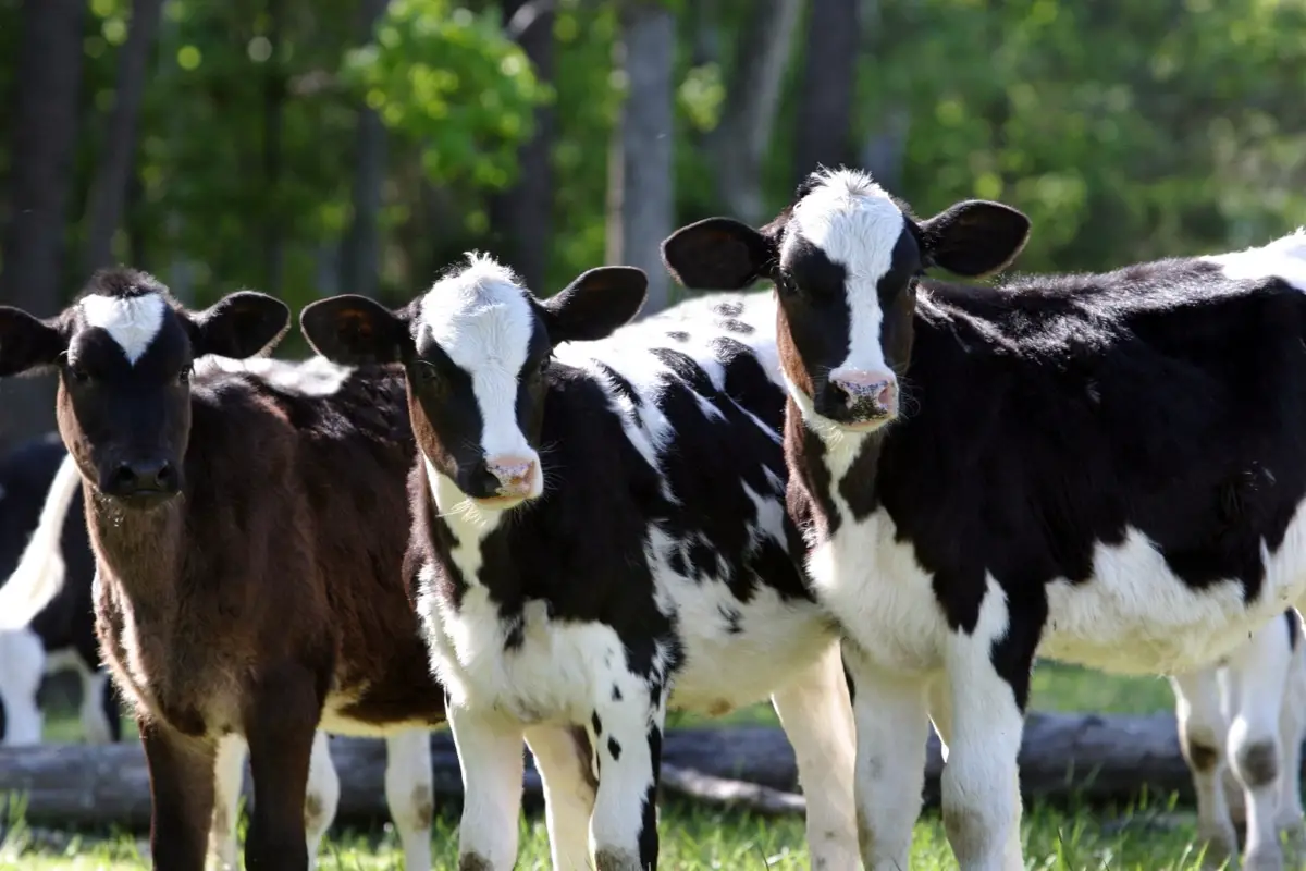 holstein cows on dairy farm