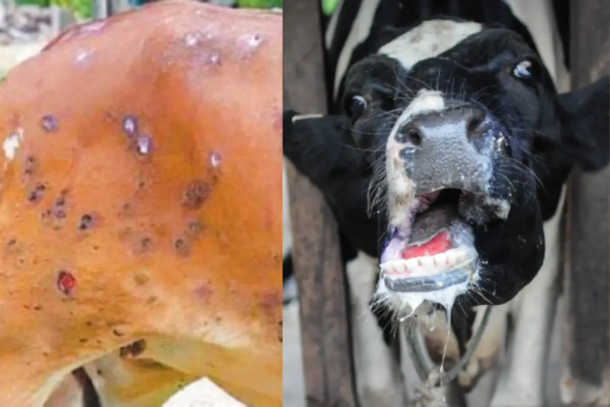 Cattle Diseases