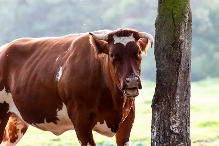 Belgian Blue Cattle 