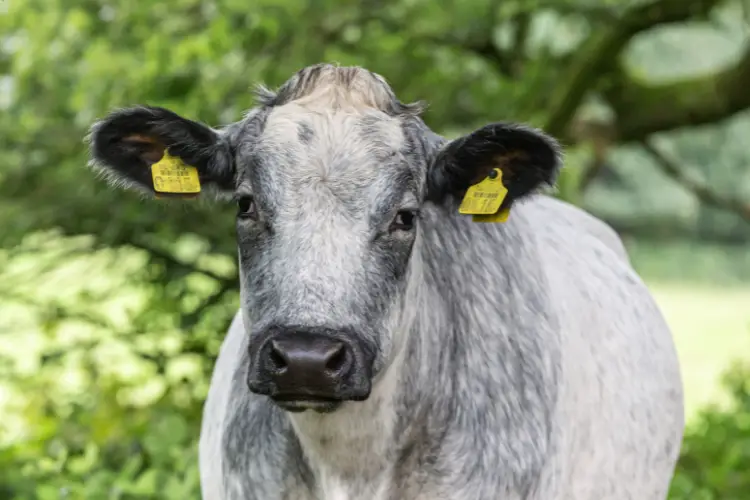 Belgian Blue Cattle