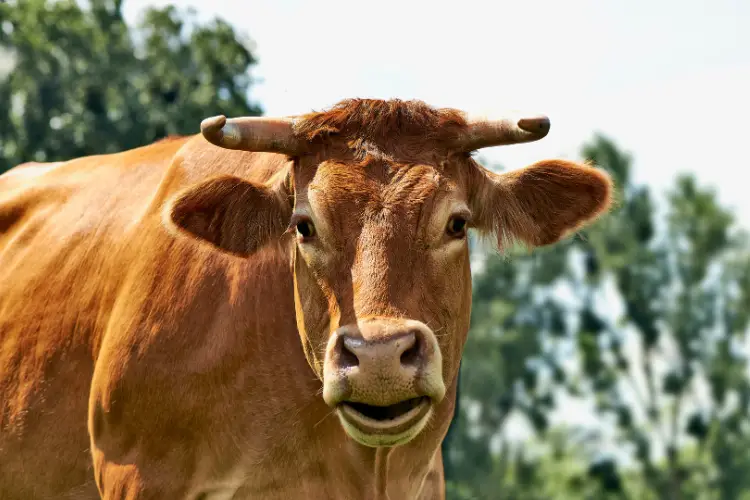 Belgian Blue Cattle 