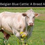 Belgian Blue Cattle