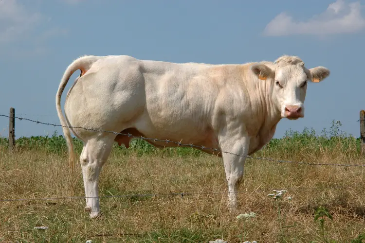 Belgian Blue Cattle