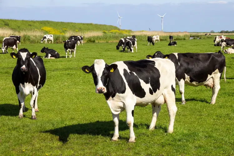 Dairy farm cows 