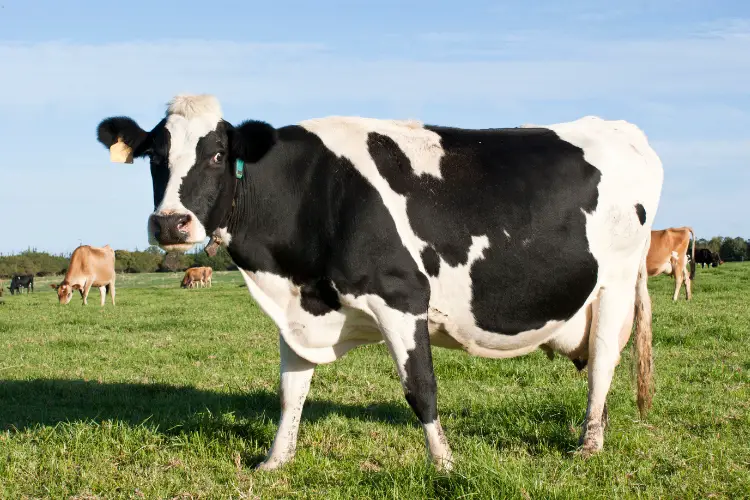 Dairy farm cows 