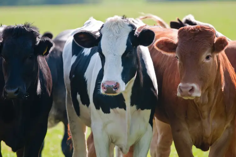 Dairy farm cows 