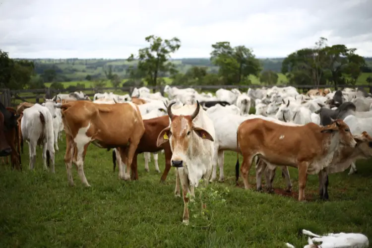 Dairy farm cows