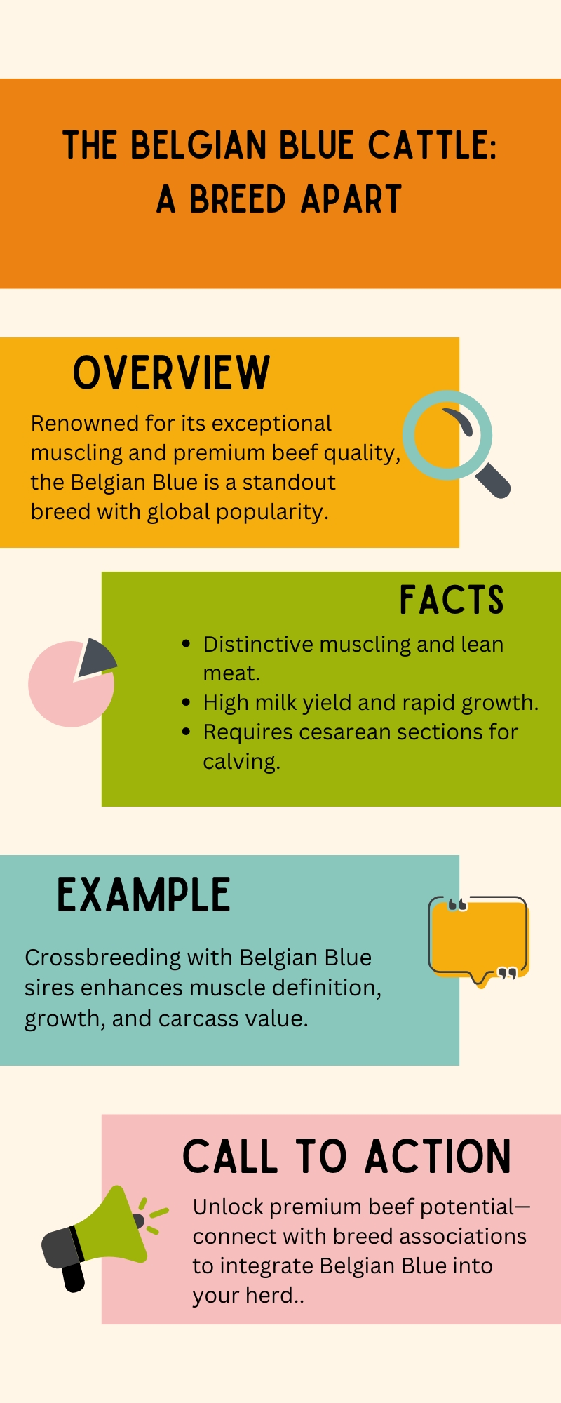 The Belgian Blue Cattle: A Breed Apart Infographic