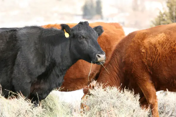 cattle farming