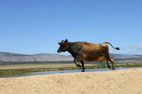 fast running cow