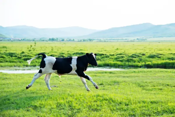 cow running in meadow 