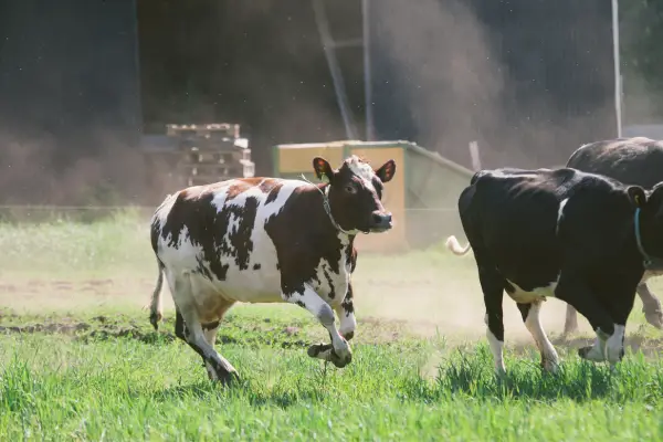 happy running cow